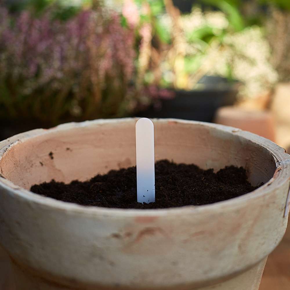Plansetiker, 10 cm (50 st)